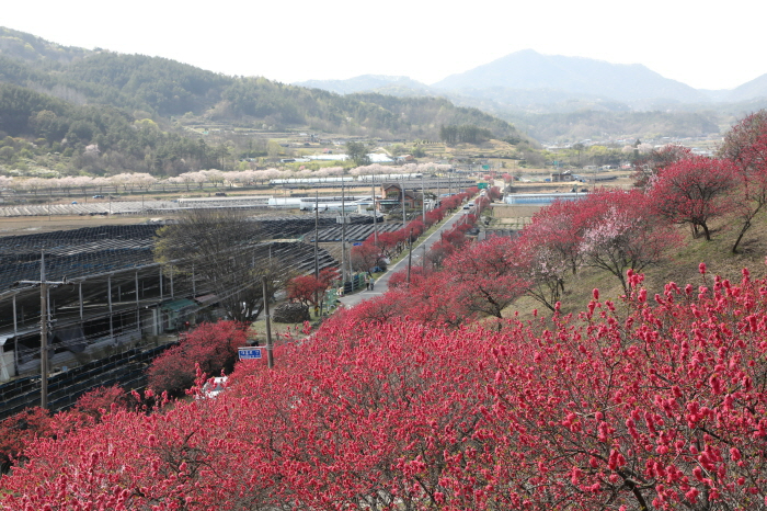 [크기변환]0309 남일면 - 제16회 남일면 홍도화 축제 4월 18~19일 개최 (1).JPG