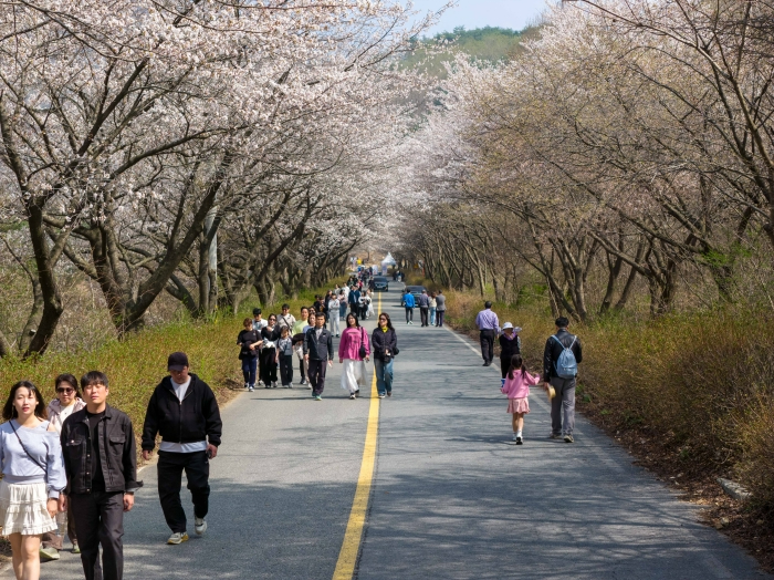 [크기변환]0420 금산축제관광재단 - 제25회 금산 보곡산골 산벚꽃 축제 마무리…3만5000여 명 관광객 다녀가 (7).jpg